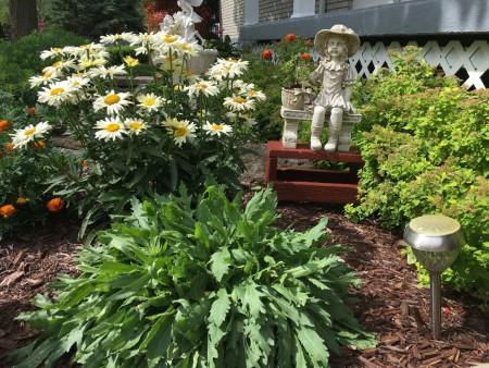 Mes fleurs, dans mon muret en avant. L'horticulture a été un excellent passe-temps.  